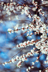 Blooming fruit tree in the garden.