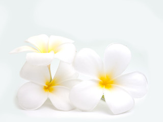 Obraz na płótnie Canvas flowers frangipani (plumeria)