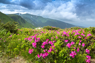 Obraz premium Blossoming pink rhododendron in the mountains, flowering valley on top of the ridge in Carpathian
