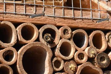 Wildbiene im Insektenhotel