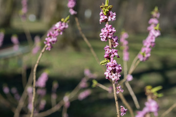 Daphne mezereum tree blooms in the spring