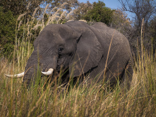 Naklejka na ściany i meble Elephant in the river Okavango delta in Botswana, Africa