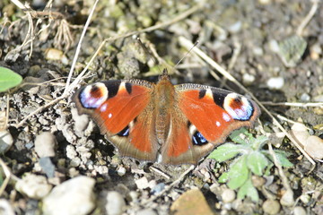 Tagpfauenauge Schmetterling