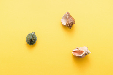 Summer concept with seashells and starfish on pastel yellow background top view flat lay