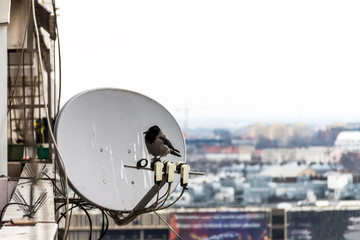 pigeon on a satellite dish