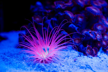 Naklejka premium Anemones. Corals in a marine aquarium.