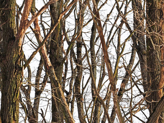Natural old dry trunks and branches of trees isolated on light  background. Wood texture pattern close-up. Dead forest