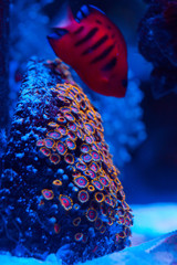 Naklejka premium Corals in a marine aquarium.