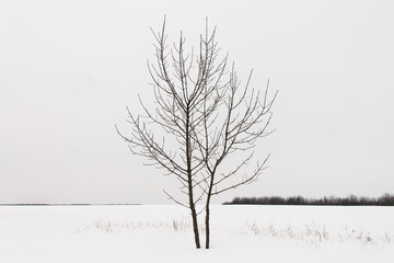 Fototapeta premium Lonely tree with fallen leaves, One in the field is not a warrior. Loneliness, very boring. winter depression