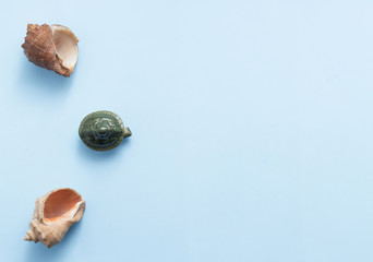 Summer concept with seashells and starfish on pastel blue background top view flat lay copy space