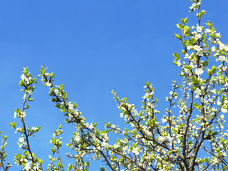 Springtime. Flowering orchard. Beautiful nature scene with blooming trees. Easter. Sunny day, spring flowers. White blossom, apple flowers on the blue sky background