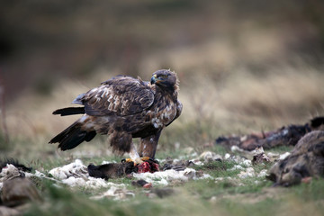 The golden eagle (Aquila chrysaetos). The adult male is fed on the feedstock.