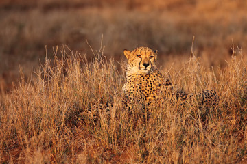 The cheetah (Acinonyx jubatus) walking through the grass at sunset among trees. African cat in the evening light.