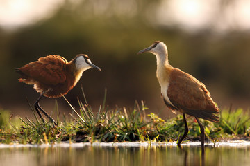 The African jacana (Actophilornis africanus) in the shallow lagoon. A pair of Jacana stand in shallow water.