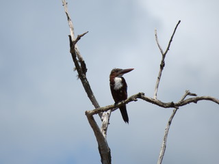 pajaro