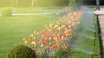 Smart garden automatic sprinkler irrigation system working early in the morning in green park - watering lawn and colourful flowers tulips narcissus and other types of spring flowers - obrazy, fototapety, plakaty