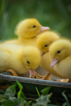 group of cute yellow fluffy muscovy ducklings in springtime, animal family concept close up
