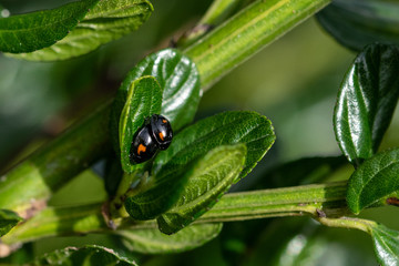 Pair of mating pine ladybird beetles