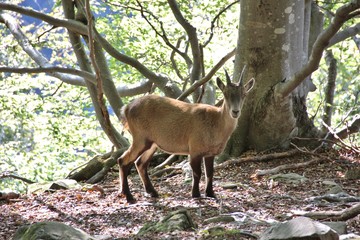 Young steinbock in the woods, italian Alps, Lombardy, under Coca peak