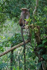 monkey