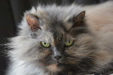 Perser Katze
