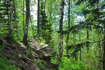 Thick birch and spruce forest on the hillside. Manzherok, Altai mountains, Russia