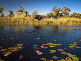 Elephant in the river Okavango delta in Botswana, Africa