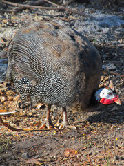 Guinea fowl on a farm courtyard in Texas. 
Beautiful big grey birds with spots on feathers and red crests on heads are using now as decorative ranch pets and for obtaining dietary meat and eggs.