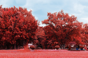 Enchanted Autumn Forrest