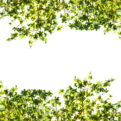 Green leaf border isolated on a white background