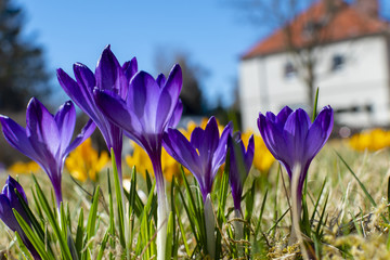 Purple and yellow blossoms of crocuses (Colchicum autumnale) on a meadow in the sunshine in front of a blurred house.