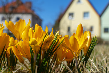 Yellow blossoms of crocuses (Colchicum autumnale) on a meadow in the sunshine in front of blurred houses.