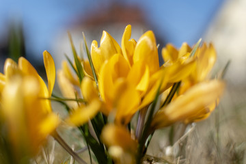 Intentionally blurred photo of crocus flowers (Colchicum autumnale) as an impression for the bright colors of spring.
