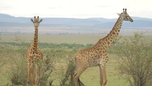Two Maasai giraffes in Africa