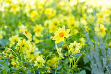 Flowerbed with yellow flowers
