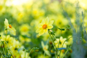 Flowerbed with yellow flowers