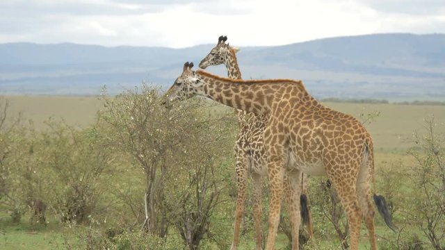 Two giraffes eating 