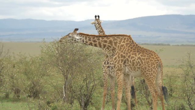 Two Maasai giraffes eating