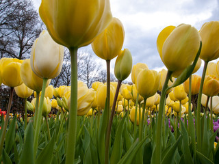 Obraz premium orange tulips flowers blooming in a garden