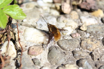Wollschweber