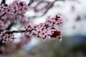 Alberi in fiore a primavera