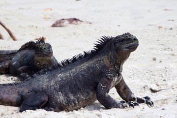 Marine Iguana from Galapagos