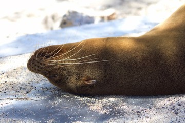 Sea Lion in Galapagos