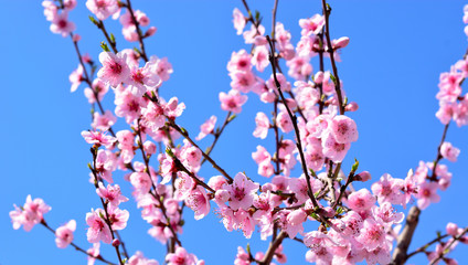 i colori della primavera