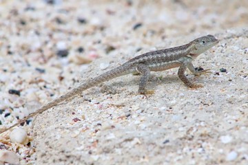 Lizard in the Galapagos