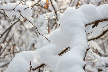 Snow on the branches