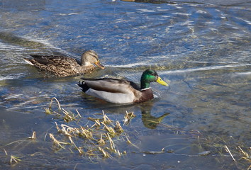 Fototapeta premium Duck Mallard on the river. 