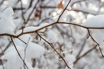 Snow on the branches