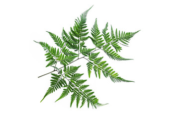 Fern leaf isolated