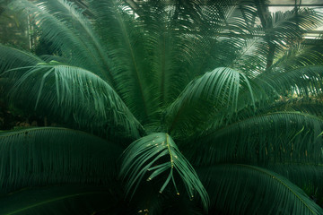 tropical leaf, nature green foliage background